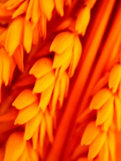 Оранжевое соцветие обои