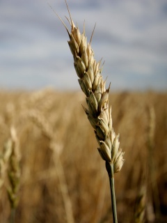 Колосок обои