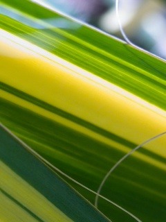 Желто-зеленые травинки обои