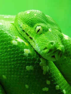 Зелёный питон обои