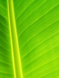 Желтый черенок листа обои