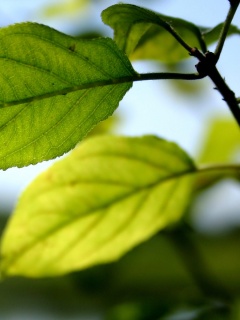 Три листа обои