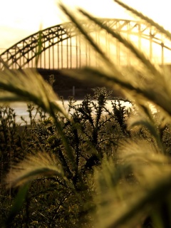 Железнодорожный мост обои