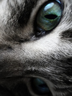 Мордашка кота крупным планом обои