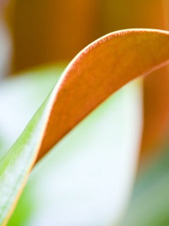 Обратаня сторона листа обои