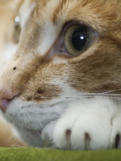 Мордочка на лапаках обои