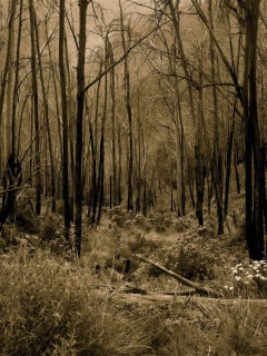 Мрачная чаща обои