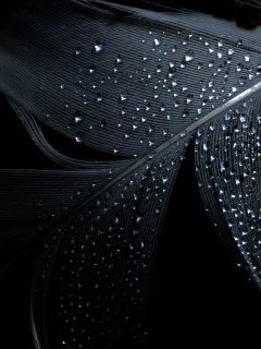 Капли на черном пере обои