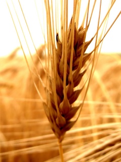 Короткий колос обои