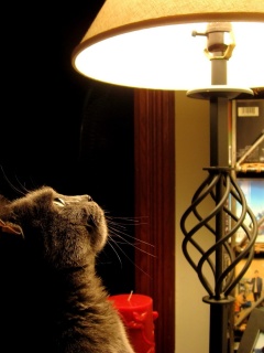 Кот смотрит под торшер обои