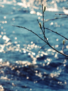 Почки набухают обои