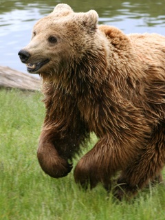 Мокрый мишка обои