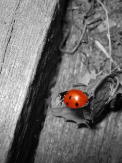 Божья коровка обои