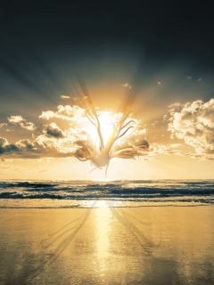 Абстрактные перья на фоне заката обои