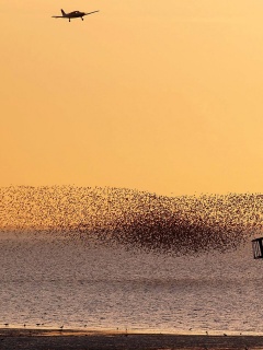 Взлетающая стая птиц обои