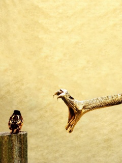 Змея-коряга напдает на птичку обои