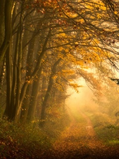 Дорожка заваленная листьями обои