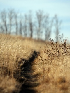 Тропинка в поле обои