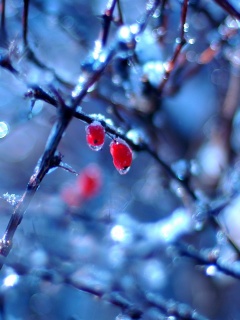 Замерзшие ягоды обои