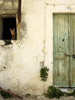 Кот выглядывает из разрушенного дома обои