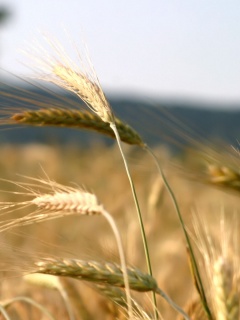 Колоски на ветру обои