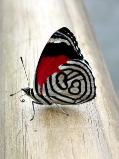 Бабочка на бревне обои