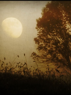 Дерево ночью обои