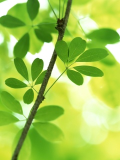 Листики на ветке обои