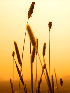 Травинки на закате обои