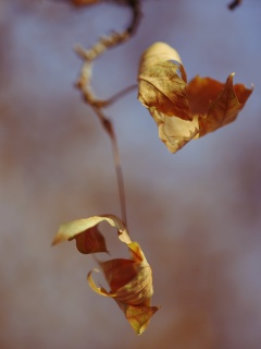 Увядшие листья обои