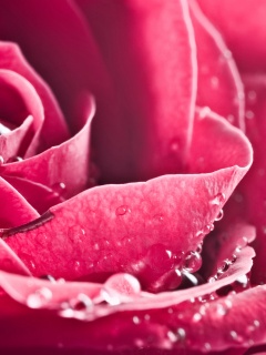 Капли на бутоне розы обои