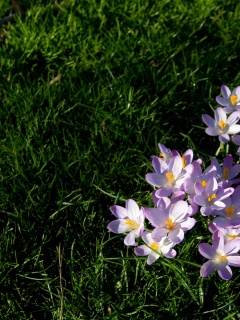 Фиалки на траве обои