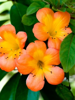 Оранжевые цветочки обои