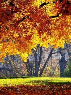 Размашистое осеннее дерево обои
