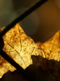 Осенний лист на забором обои
