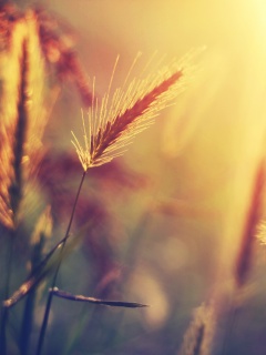 Травинки на солнце обои