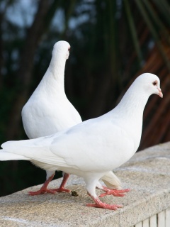 Два белых голубя обои
