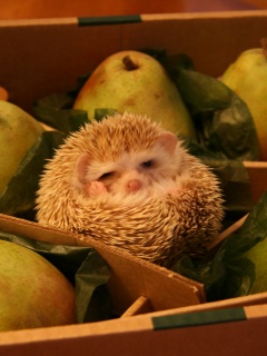 Ёжик в грушах обои