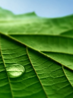 Капля на листе обои