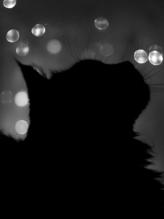 Силуэт черного кота обои