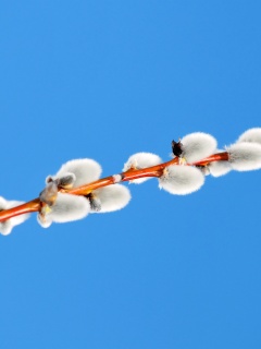 Пушистые почки обои