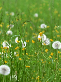 Поле одуванчиков обои