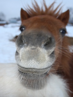 Морда пони обои