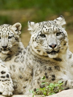 Самка снежного барса с котенком обои