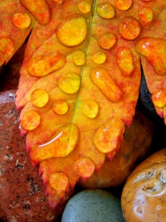 Мокрые листья на камнях обои