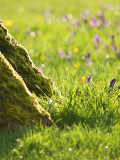 Дерево в траве обои