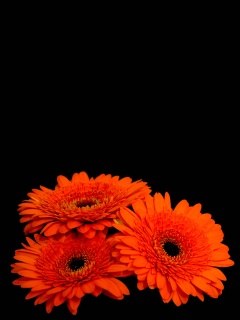 Красные герберы обои