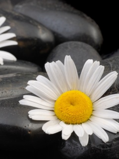 Ромашка среди гальки обои