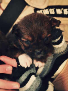 Два коричневых щенка обои