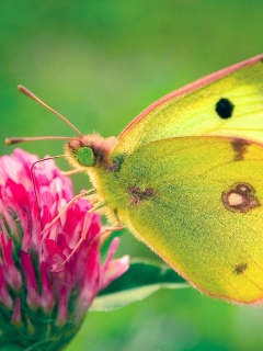 Бабочка на клевере обои